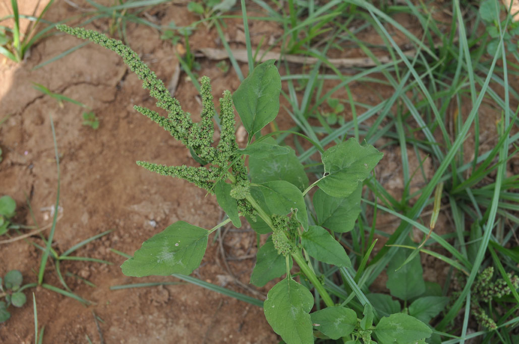 Amaranthus spinosus